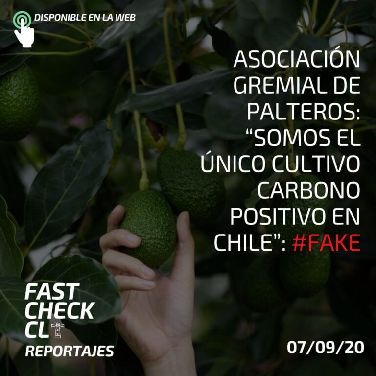 Lee más sobre el artículo Asociación Gremial de Palteros: “Somos el único cultivo carbono positivo en Chile”: #Fake