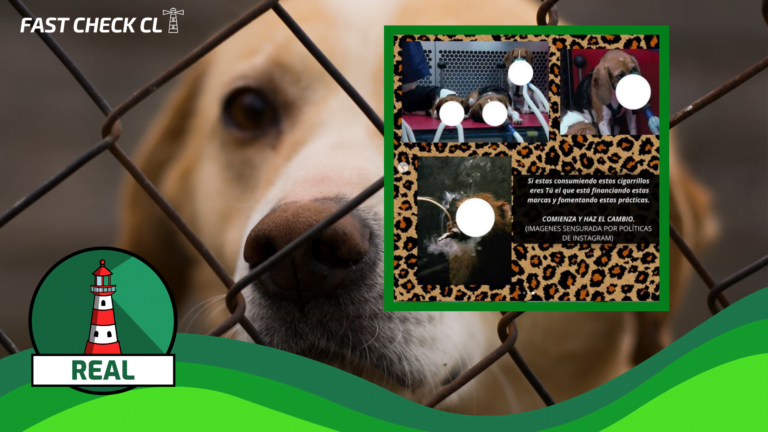 Lee más sobre el artículo Marcas de cigarrillos que se distribuyen en Chile han testeado en animales #Real