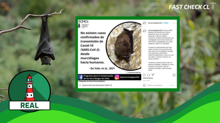 Lee más sobre el artículo Los murciélagos tienen una historia de coexistencia segura con seres humanos, no existiendo casos confirmados de transmisión de Covid-19 desde la especie hacia humanos: #Real