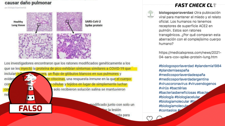 Lee más sobre el artículo “Los humanos no tenemos receptores de superficie ACE2 en pulmón”: #Falso