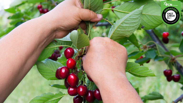 Lee más sobre el artículo ¿Qué es el cherry picking?