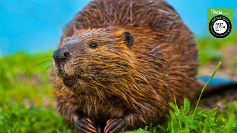 Lee más sobre el artículo ¡Invasión de castores! La plaga que podría acabar con los bosques del sur de Chile