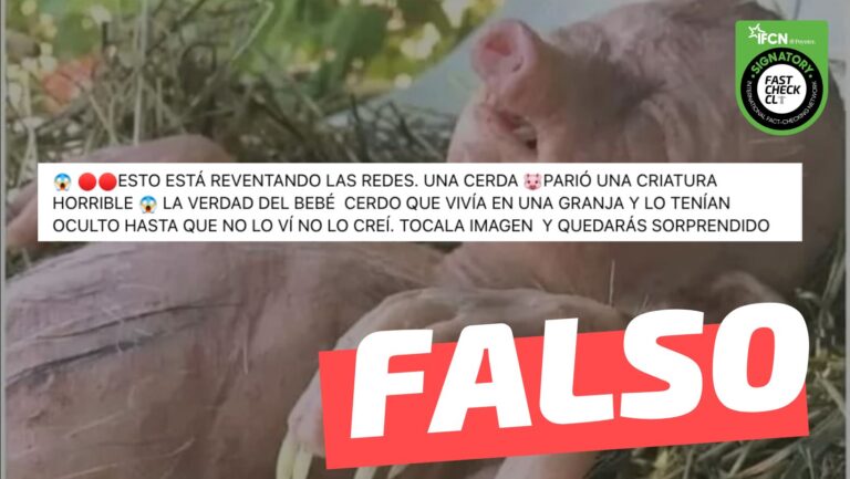 Lee más sobre el artículo (Imagen) “Una cerda parió una criatura horrible. La verdad del bebé cerdo que vivía en una granja y lo tenían oculto”: #Falso