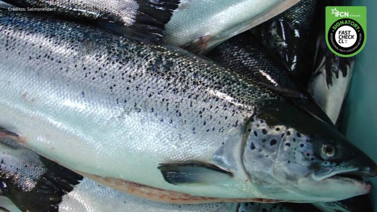 Lee más sobre el artículo ¡Salmones con piojos!: El problema que aqueja a las industrias pesqueras de Chile