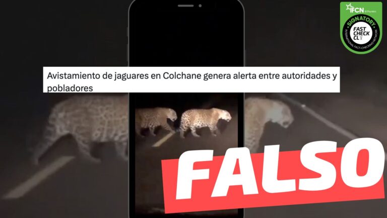 Lee más sobre el artículo (Video) “Dos jaguares fueron filmados cruzando una ruta rural entre Chusmiza y Colchane, en la región de Tarapacá”: #Falso