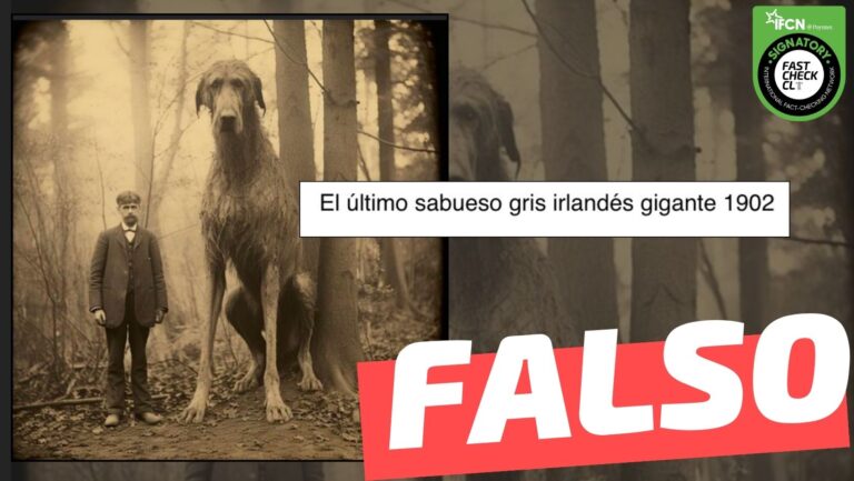 Lee más sobre el artículo (Imagen) “El último sabueso gris irlandés gigante 1902”: #Falso