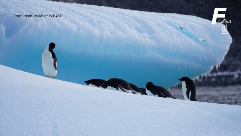 Lee más sobre el artículo Investigadores detectan por primera vez presencia de gripe aviar en pingüinos de la Antártida