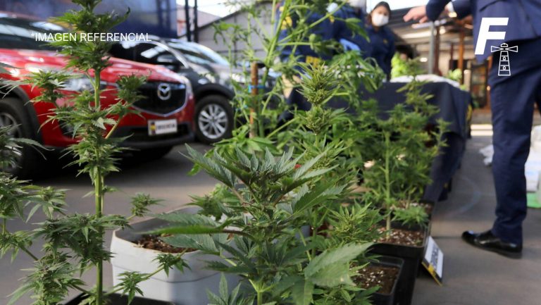 Lee más sobre el artículo PDI encuentra más de 650 plantas de marihuana en Pichilemu y Paredones