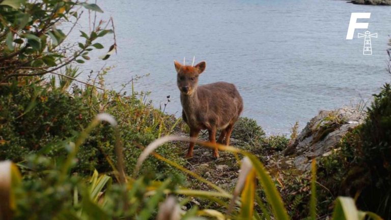 Lee más sobre el artículo Trágica pérdida: perro mata a dos pudúes en centro de conservación de Chiloé