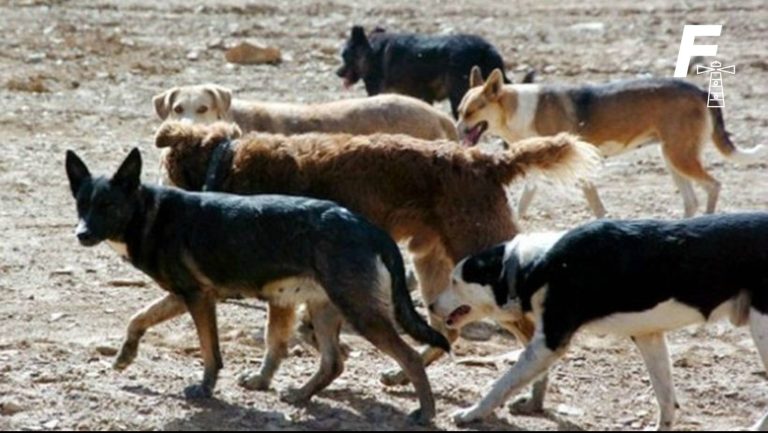 Lee más sobre el artículo Fue rechazado: ¿Qué planteaba el proyecto que permitía la caza de perros asilvestrados?