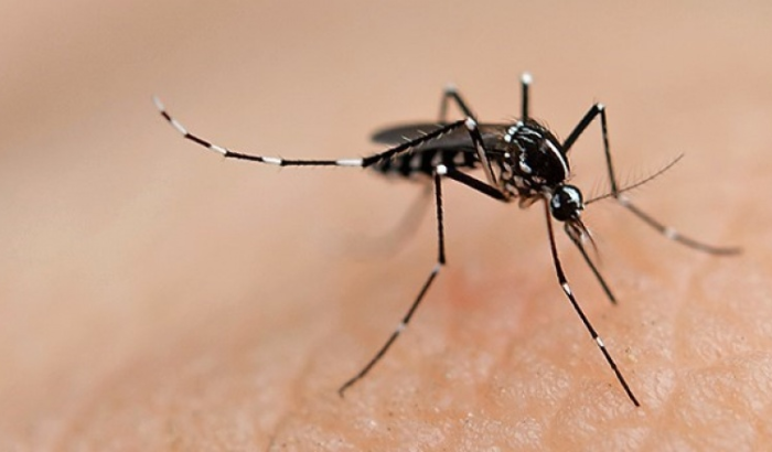Lee más sobre el artículo ¿Qué es el dengue?: la enfermedad viral que acecha Argentina y que pone en alerta a las autoridades chilenas