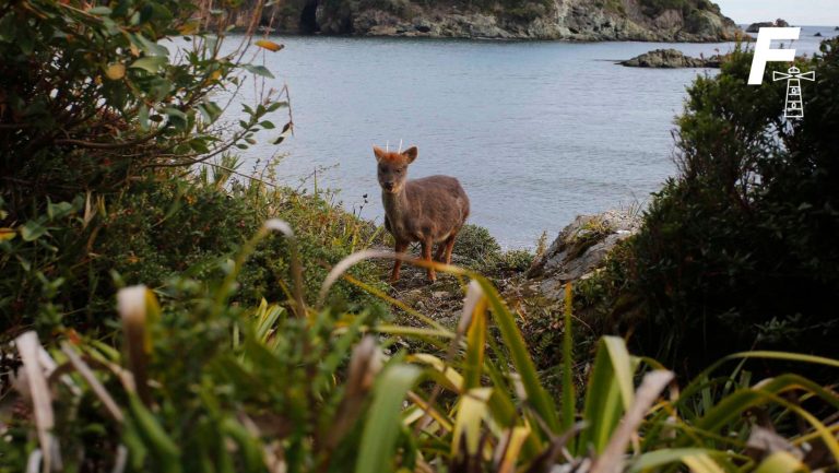 Lee más sobre el artículo Heroico rescate: Joven chilote salva a pudú de ser atacado por perros en Los Lagos 