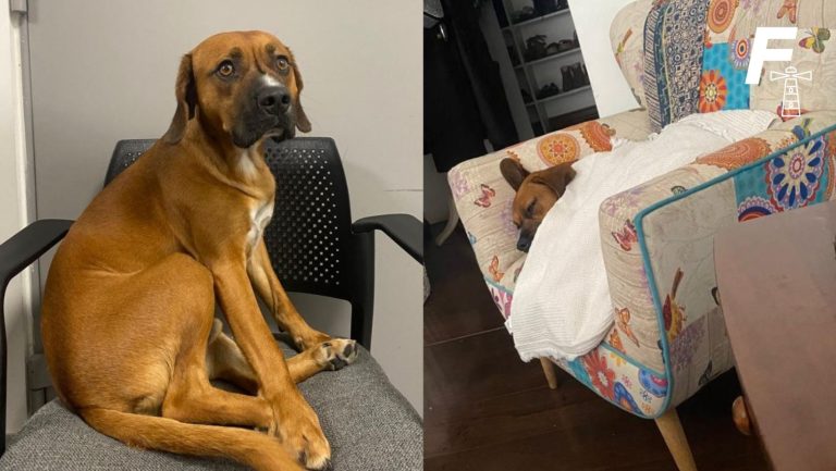 Lee más sobre el artículo Ya tiene un nuevo hogar: perro fue abandonado por su dueño en el aeropuerto de Santiago y asistido por Aduanas