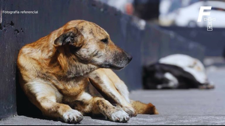 Lee más sobre el artículo Perro es encontrado con 8 impactos de postones en su cuerpo: uno de ellos se encuentra en su cabeza