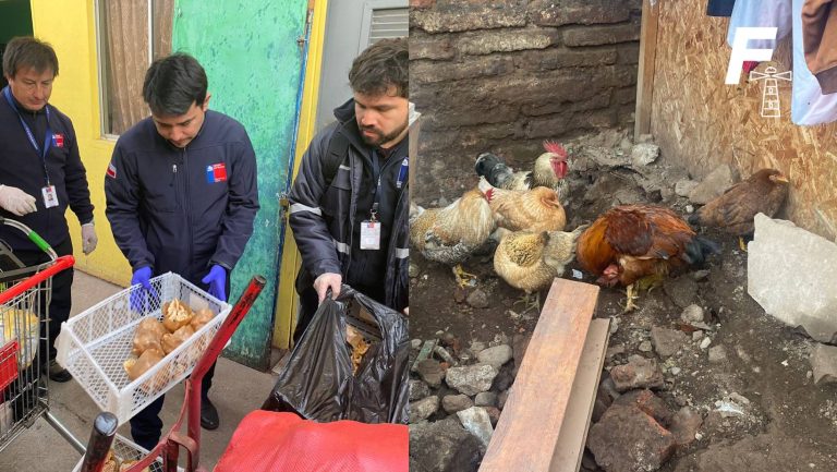 Lee más sobre el artículo Barbería clandestina en Barrio Franklin almacenaba animales y alimentos callejeros: se encontraron gallinas y cuyes