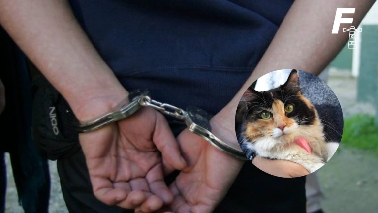 Lee más sobre el artículo Sujeto mató a un gato con un extintor en Puerto Montt: familia del agresor solicita que sea internado