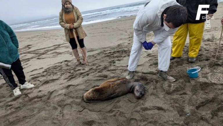 Lee más sobre el artículo Perros atacan a lobo marino en Curiñanco: Sernapesca debió aplicar protocolo de eutanasia