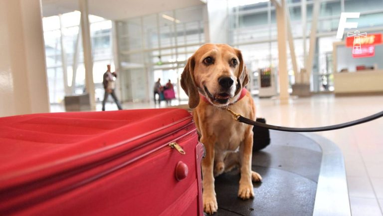 Lee más sobre el artículo Certificado para viajar con mascotas fuera del país: SAG anuncia que el documento puede obtenerse de manera digital