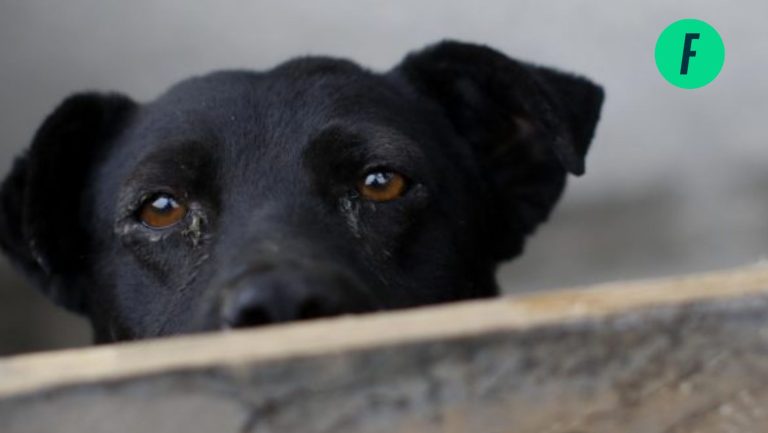 Lee más sobre el artículo Condenas por maltrato animal bajaron más de la mitad con respecto al año anterior