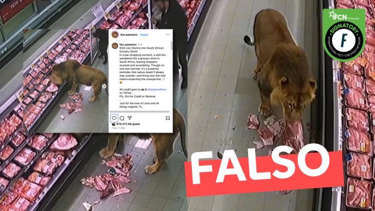 Lee más sobre el artículo (Video) Un león entra a comer carne en un supermercado: #Falso