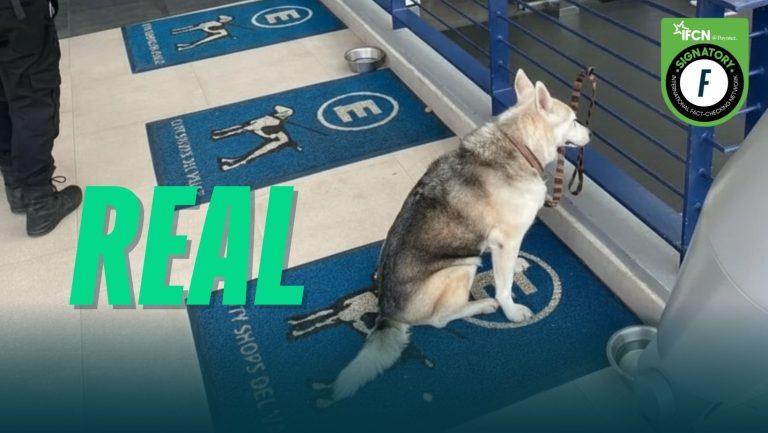 Lee más sobre el artículo Es real que hay un estacionamiento para perros en un mall de México